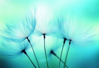 Dandelion Seed Heads in Green Grass