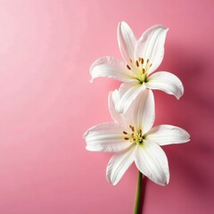 Naklejka premium Pink background with delicate white lily details, blossom, texture