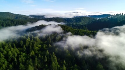 Breathtaking aerial drone footage captures a forest canopy blanketed by low lying clouds creating an ethereal mystical atmosphere  The misty moody scene evokes a sense of wonder and