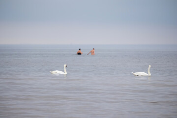 
two swans swimming peacefully in the sea, a short distance from two people swimming.