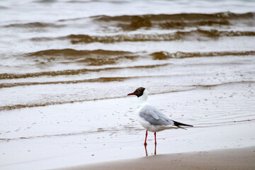 
a black-headed gull standing on the seashore watching the waves.