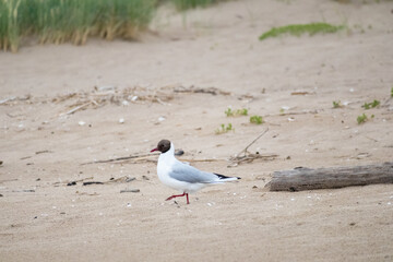 
a black-headed gull standing on a sandy beach with various rubbish in the background.