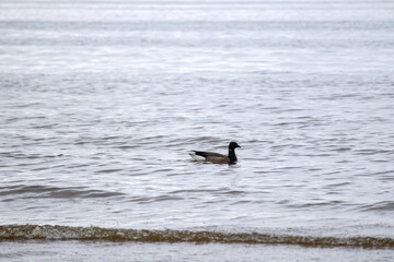 
one duck swimming in a calm sea.