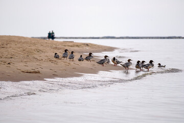 Naklejka premium a flock of ducks gathered at the water's edge on a sandy beach, with people in the background.