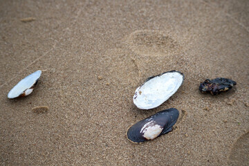 
various washed seashells on a sandy beach.