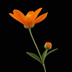 orange flower on a black background