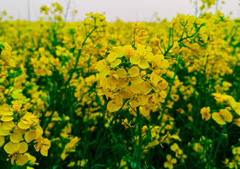 Beautiful yellow mustard flowers in the field.