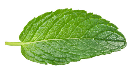 fresh green mint leaf on isolated background with detailed texture for herbal and culinary design
