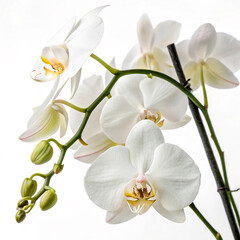 Fototapeta premium orchid isolated on white background