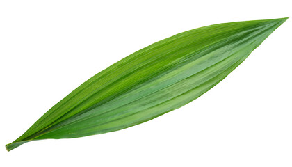 long green tropical leaf with fine texture and glossy surface on isolated background

