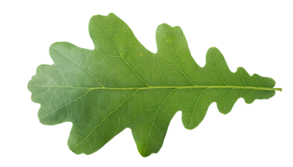oak leaf closeup isolated on background showing detailed veining texture and unique lobed shape for botanical design and nature studies
