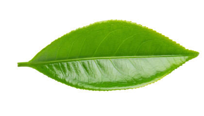 Obraz premium single bright green leaf with glossy texture and visible veins on isolated background for botanical and nature themes 