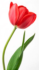 Fototapeta premium red tulip on white background