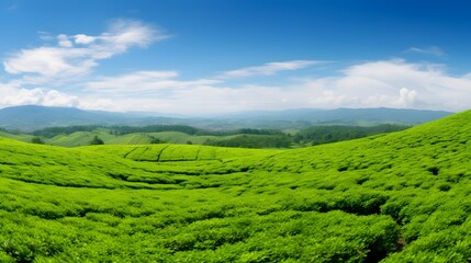 Fototapeta premium Panoramic view of a lush green tea field stretching out under a clear blue sky The rolling hills and valleys create a serene and picturesque landscape