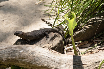 the cunningham skink is on a rock