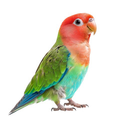 Colorful parrot with vibrant feathers, showcasing green, blue, and red hues. This lively bird stands upright, displaying its unique features and bright personality