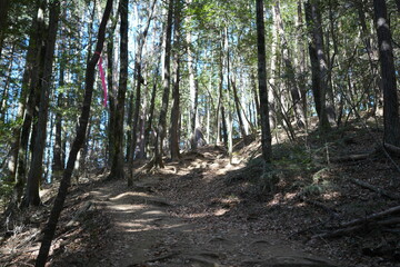 Obraz premium Scenery of mountain trail of Mt.takazuyasan in Komagane City, Nagano Prefecture.
