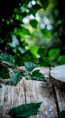 Rustic Wooden Background with Green Leaves and Tree Slice
