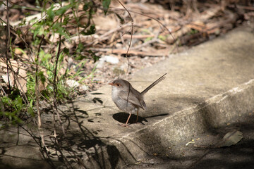 this is a side vie of a fairy wren