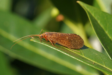 Closeup on a large brown caddisfly, Stenophylax permistus, sitting on wood