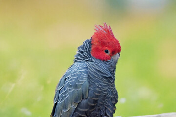 this is a close up of a gang-gang parrot