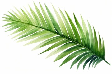 Leaf plant tree white background.