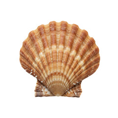 Obraz premium Striped Scallop Shell Ocean Seashell Brown Nature Beach fauna marine summer design object animal 