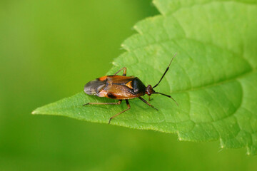 Closeup on a European plant parasite bug, Deraeocoris ruber on a green leaf