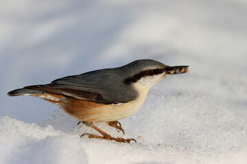 Eurasian nuthatch