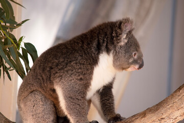 the Koala has a large round head, big furry ears and big black nose. Their fur is usually grey-brown in color with white fur on the chest, inner arms, ears and bottom.