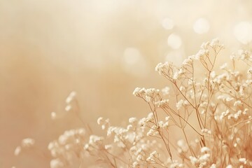 Soft sunlight illuminates delicate white wildflowers in a dreamy, blurred background.