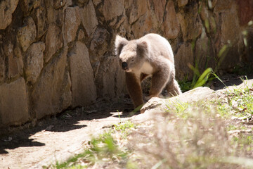 the Koala has a large round head, big furry ears and big black nose. Their fur is usually grey-brown in color with white fur on the chest, inner arms, ears and bottom.