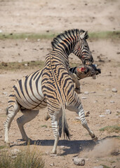 Fighting Zebras in Etosha National Park