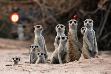 Meerkats in the lime light in the Kgalagadi National Park