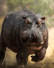 Storming Hippo in the Kruger National Park