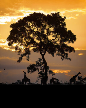 Giraffe sunset in the Kruger National Park