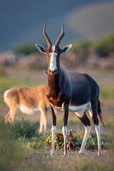 Bontebok in the De Hoop National Park, South Africa