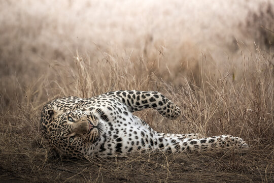 Lazy Leopard in the winter morning sun