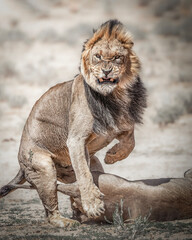 Roaring Lion, mating, dominance, aggression, fear, king of the jungle, 