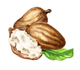 Shea nuts with butter and green leaf. Watercolor real hand drawn illustration, isolated on white background