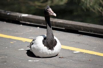 the magpie is resting on the pier