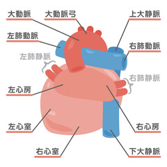 Obraz premium 心臓の構造イラスト 背面2