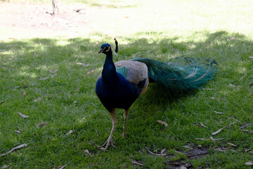 Obraz premium the peacock is walking across the field