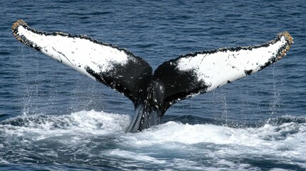 Fototapeta premium A dramatic capture of a humpback whale tail slapping the surface of the sea.