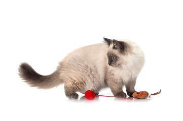 Obraz premium siberian cat in studio