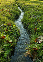 Obraz premium spring stream, fresh grass along the banks . Generative AI