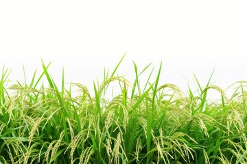 Obraz premium Rice field nature backgrounds landscape.