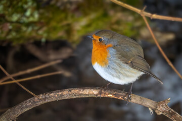 European Robin - Erithacus rubecula, beautiful red breasted perching bird from European gardens and woodlands, White Carpathians, Czech Republic. 