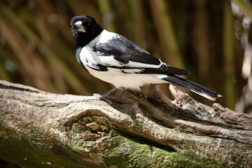 Obraz premium the pied butcher bird is perched in a tree