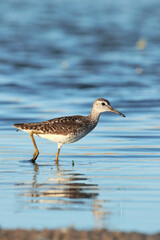 Sandpiper bird Fifi in the wild in the water Tringa glareola, ornitology